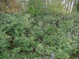 Cerasus fruticosa. Заросли кустарников. Челябинская обл., окр. г. Челябинск, Золотая горка, берёзовый лес. 26.08.2014.