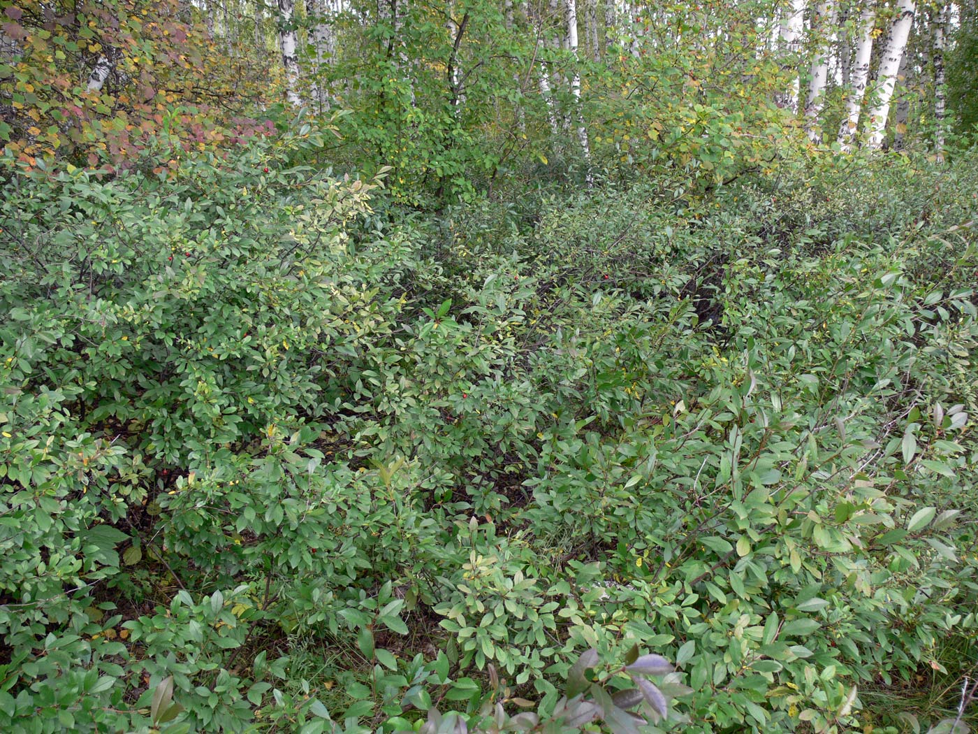 Image of Cerasus fruticosa specimen.