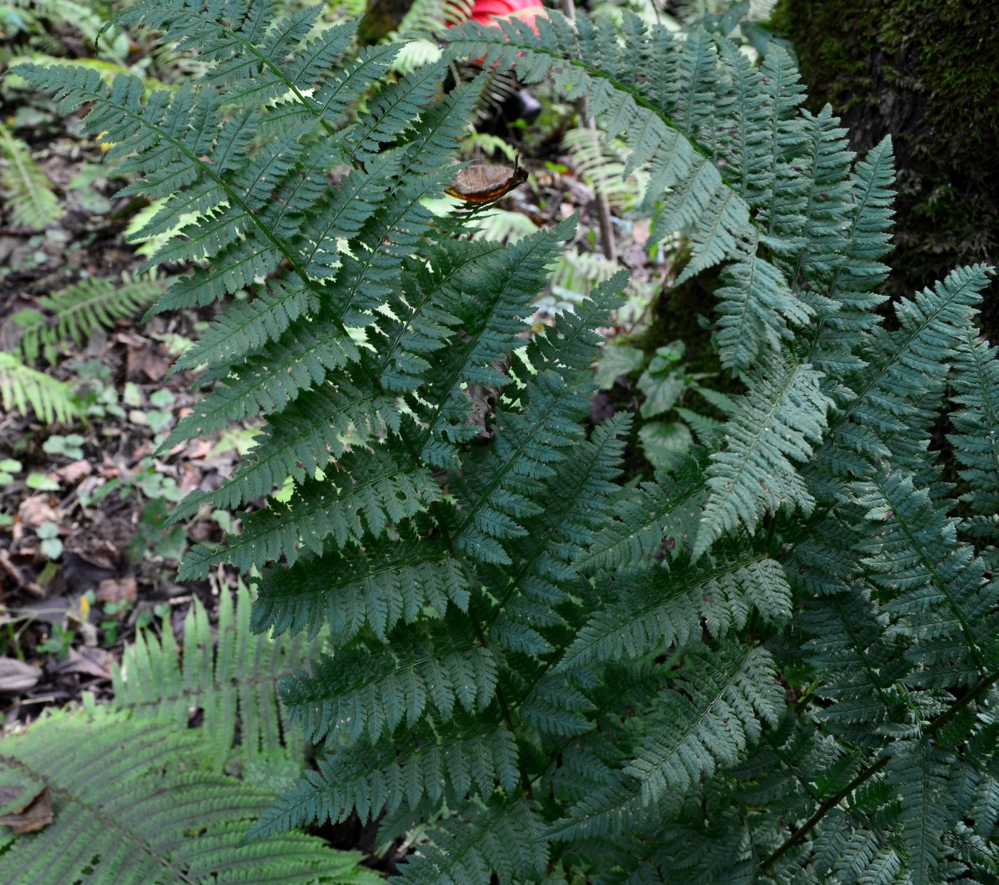 Изображение особи род Dryopteris.