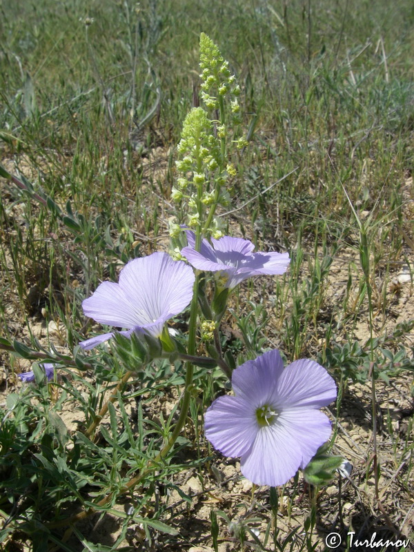 Изображение особи Linum lanuginosum.