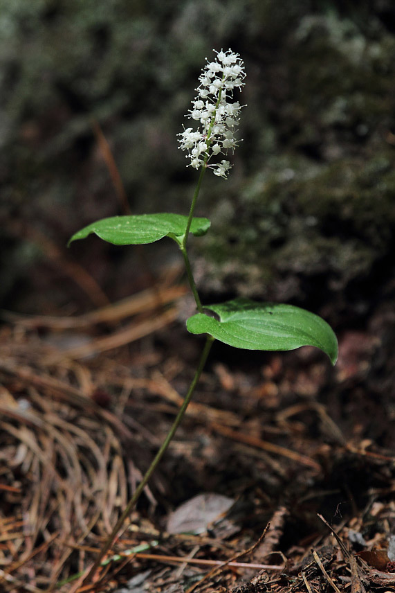 Изображение особи Maianthemum bifolium.