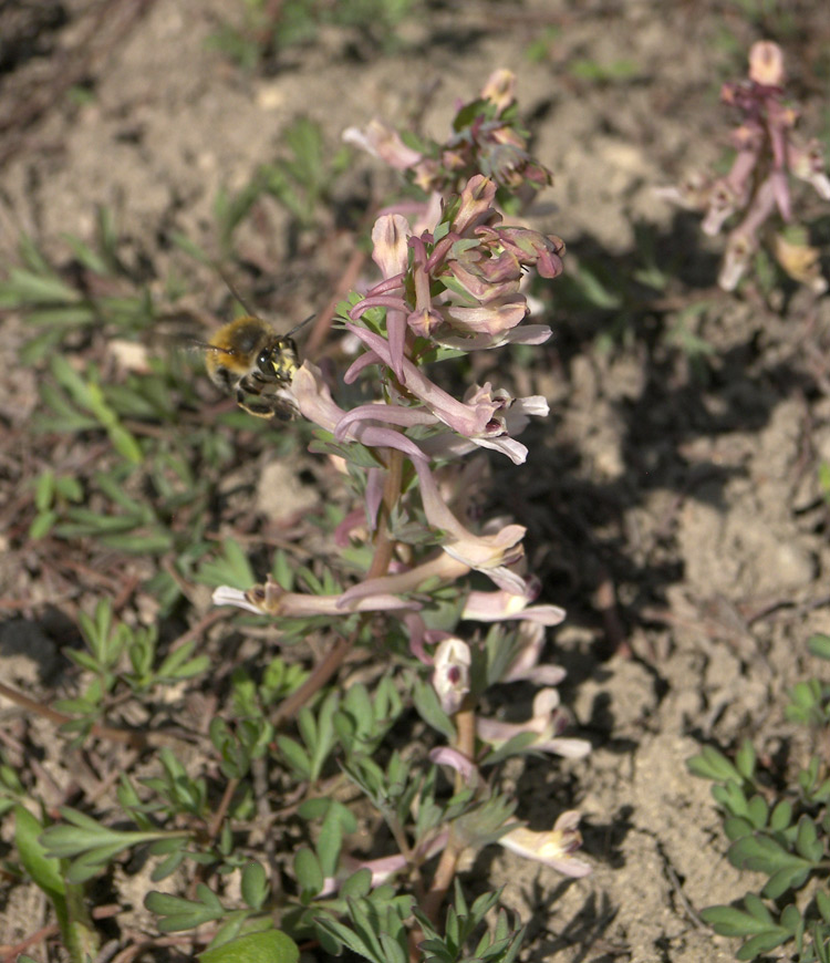 Изображение особи Corydalis wendelboi ssp. congesta.