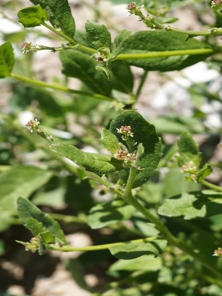 Изображение особи Euclidium syriacum.