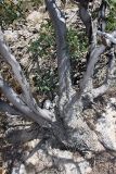 Celtis caucasica. Прикорневая часть растения. Южный Казахстан, горы Алатау (Даубаба), Западное ущелье. 30.07.2014.