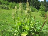 Veratrum album