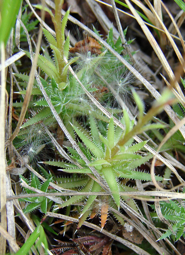 Image of Saxifraga bronchialis specimen.