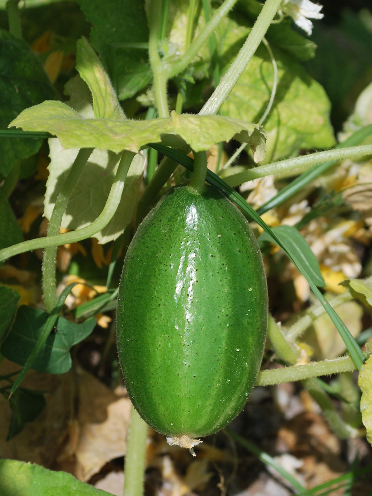 Изображение особи Cucumis sativus.