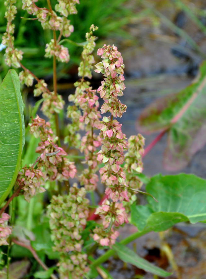 Image of Rumex aquaticus specimen.