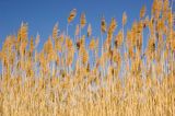 Phragmites australis. Верхушки прошлогодних плодоносящих растений. Казахстан, Восточно-Казахстанская обл., Кокпектинский р-н, окр. Бухтарминского вдхр. в р-не Казнаковской переправы, Кулуджунские пески. Начало мая 2013 г.