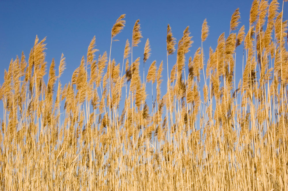 Изображение особи Phragmites australis.