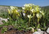 Gentiana oschtenica