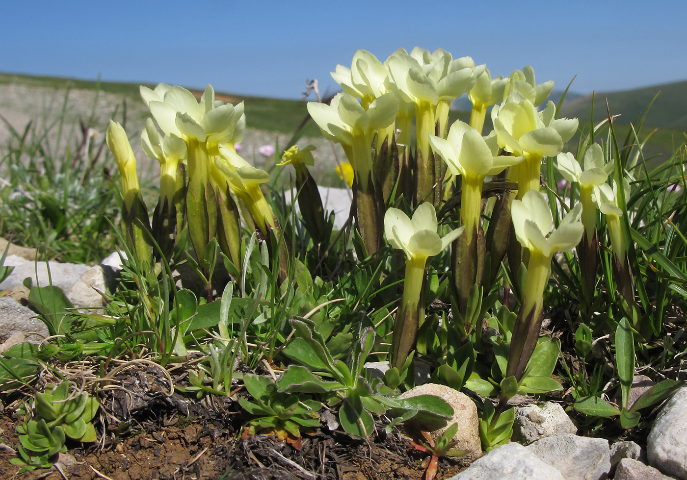 Image of Gentiana oschtenica specimen.