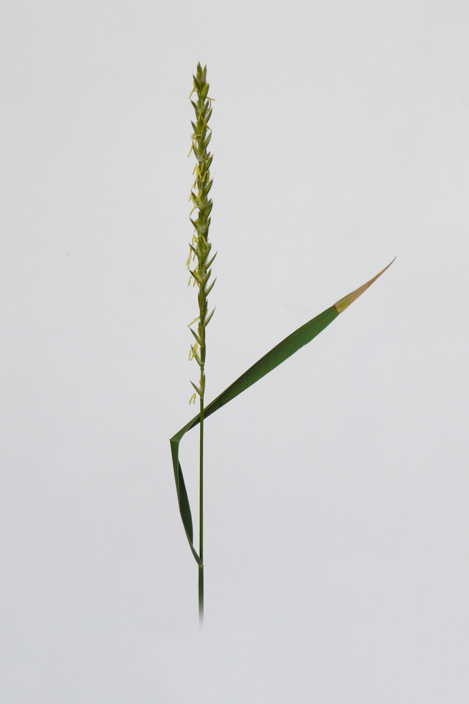 Image of Elytrigia repens specimen.