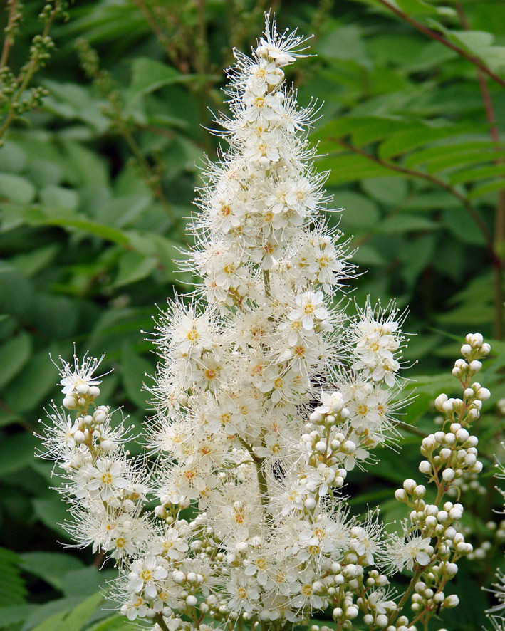 Image of Sorbaria sorbifolia specimen.