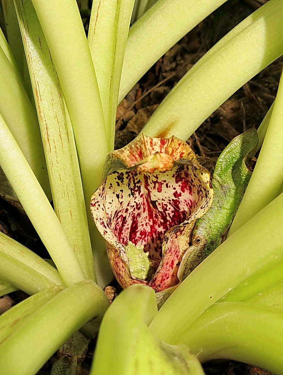 Image of Symplocarpus egorovii specimen.