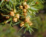 Juniperus deltoides