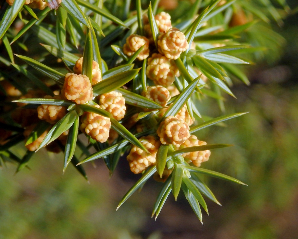 Image of Juniperus deltoides specimen.