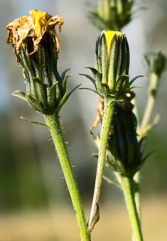 Изображение особи Picris hieracioides.