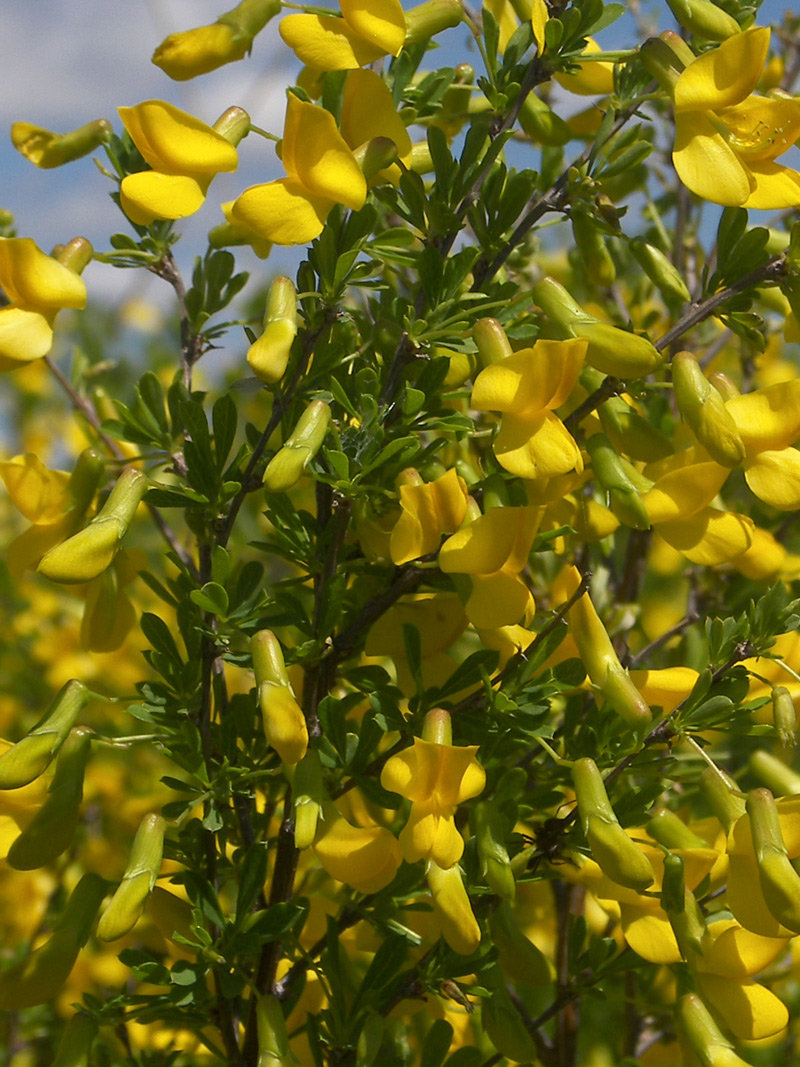 Image of Caragana frutex specimen.