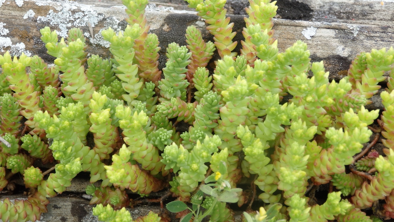 Image of Sedum acre specimen.