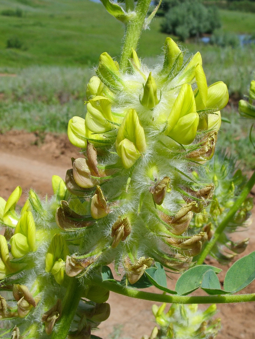 Изображение особи Astragalus vulpinus.