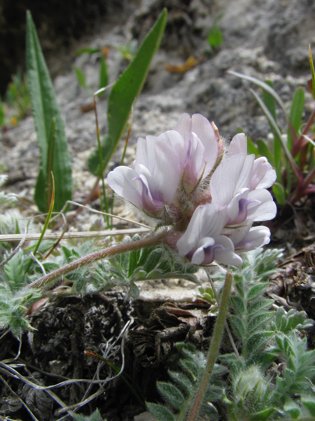 Изображение особи Oxytropis alajica.