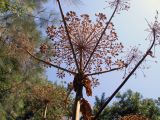 Heracleum mantegazzianum