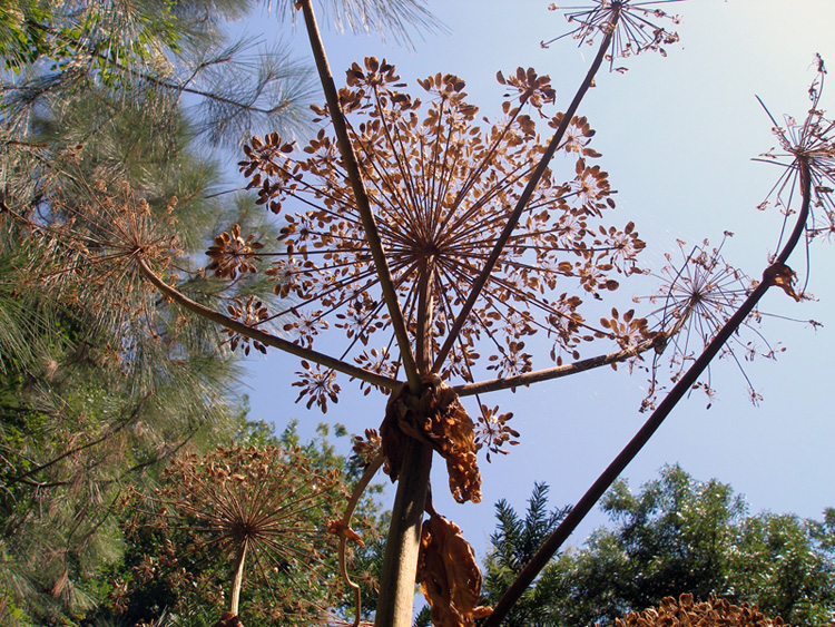 Изображение особи Heracleum mantegazzianum.