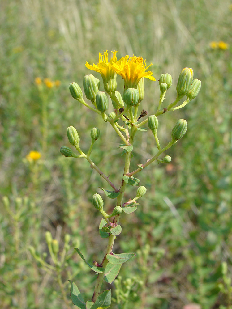 Image of Hieracium virosum specimen.