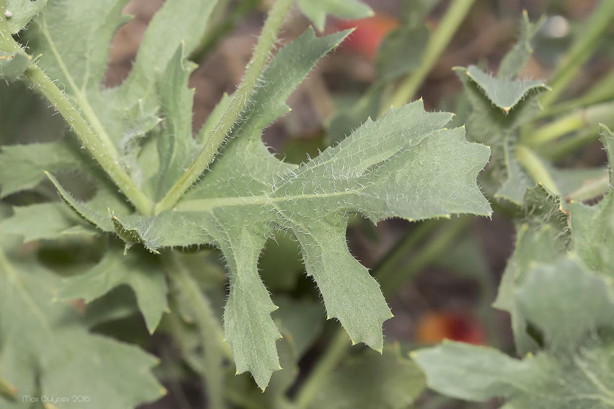 Изображение особи Glaucium corniculatum.