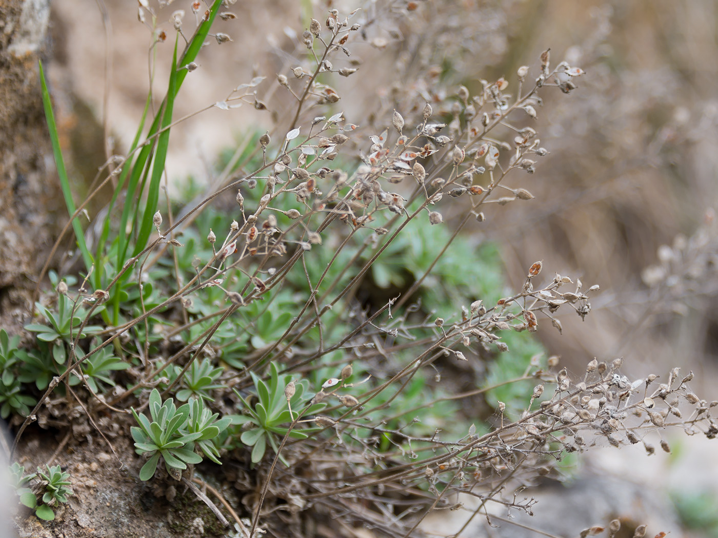 Изображение особи Schivereckia podolica.