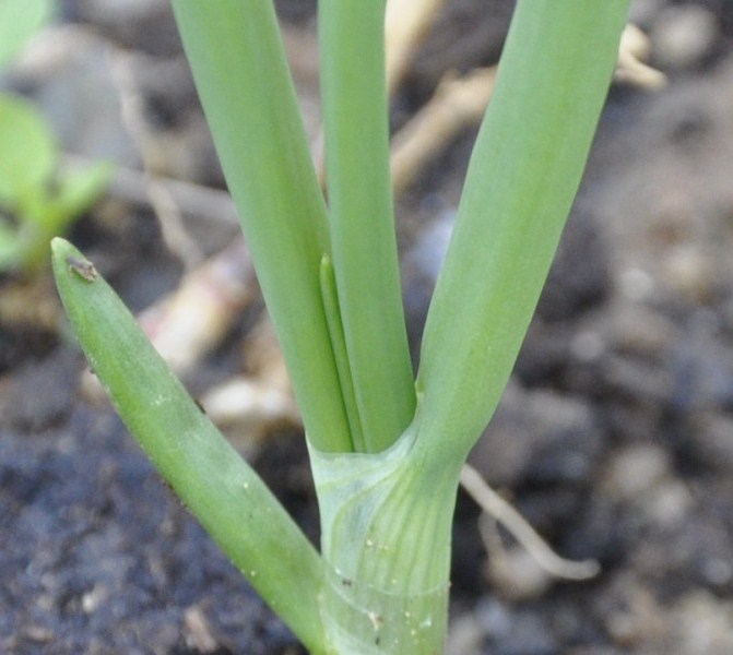 Image of Allium cepa specimen.