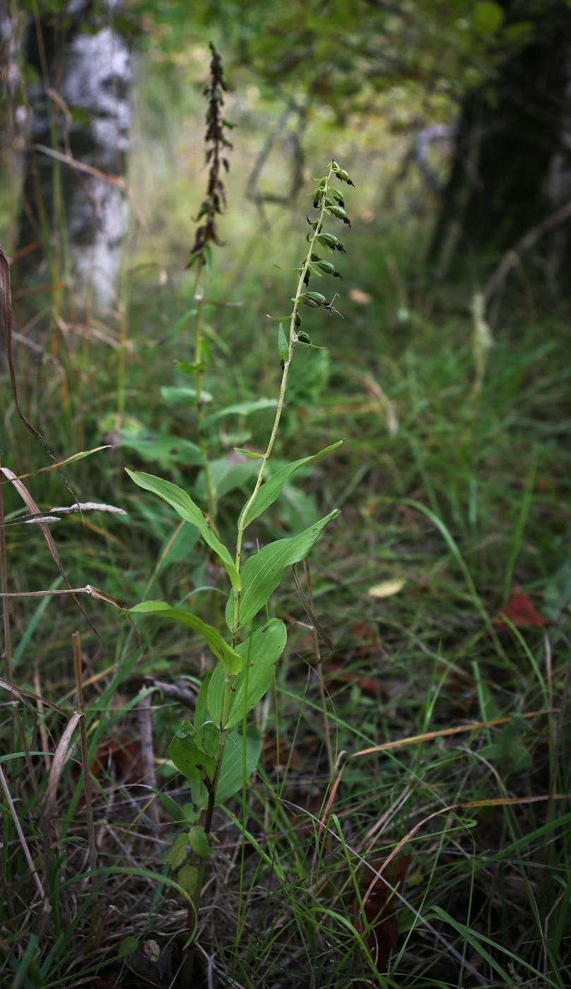 Изображение особи Epipactis helleborine.