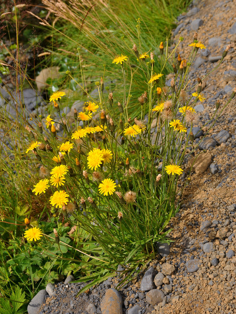 Image of Scorzoneroides autumnalis specimen.