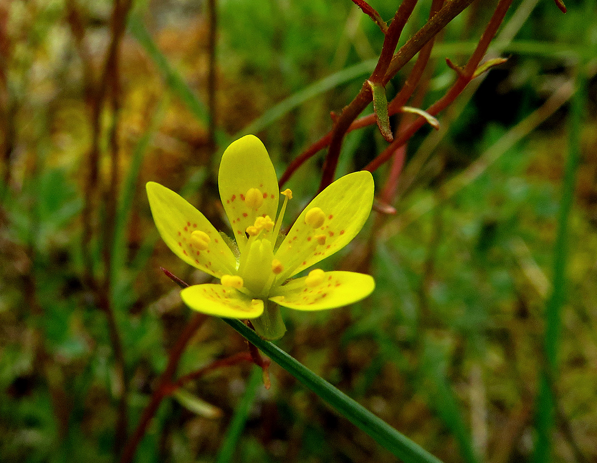 Изображение особи Saxifraga hirculus.