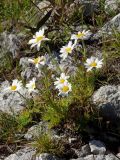 Chrysanthemum maximowiczii. Цветущие растения. Приморье, окр. г. Находка, бухта Лашкевича, гора Сестра, в расщелине скалы на каменистом гребне отрога. 29.09.2016.