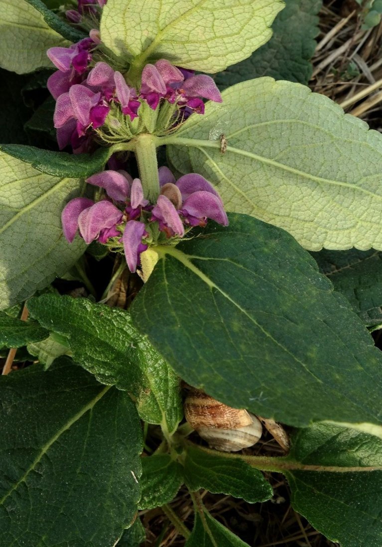 Image of Phlomis taurica specimen.