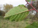 familia Rosaceae. Лист (вид снизу). Краснодарский край, Абинский р-н, ст-ца Холмская, окраина луга. 05.11.2016.