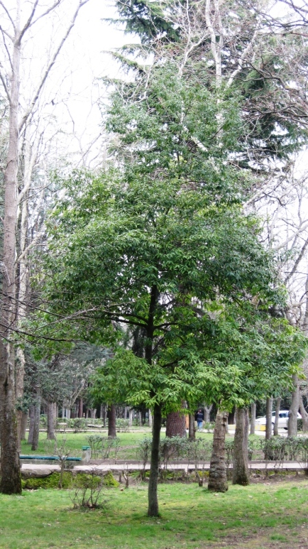 Image of Quercus myrsinaefolia specimen.