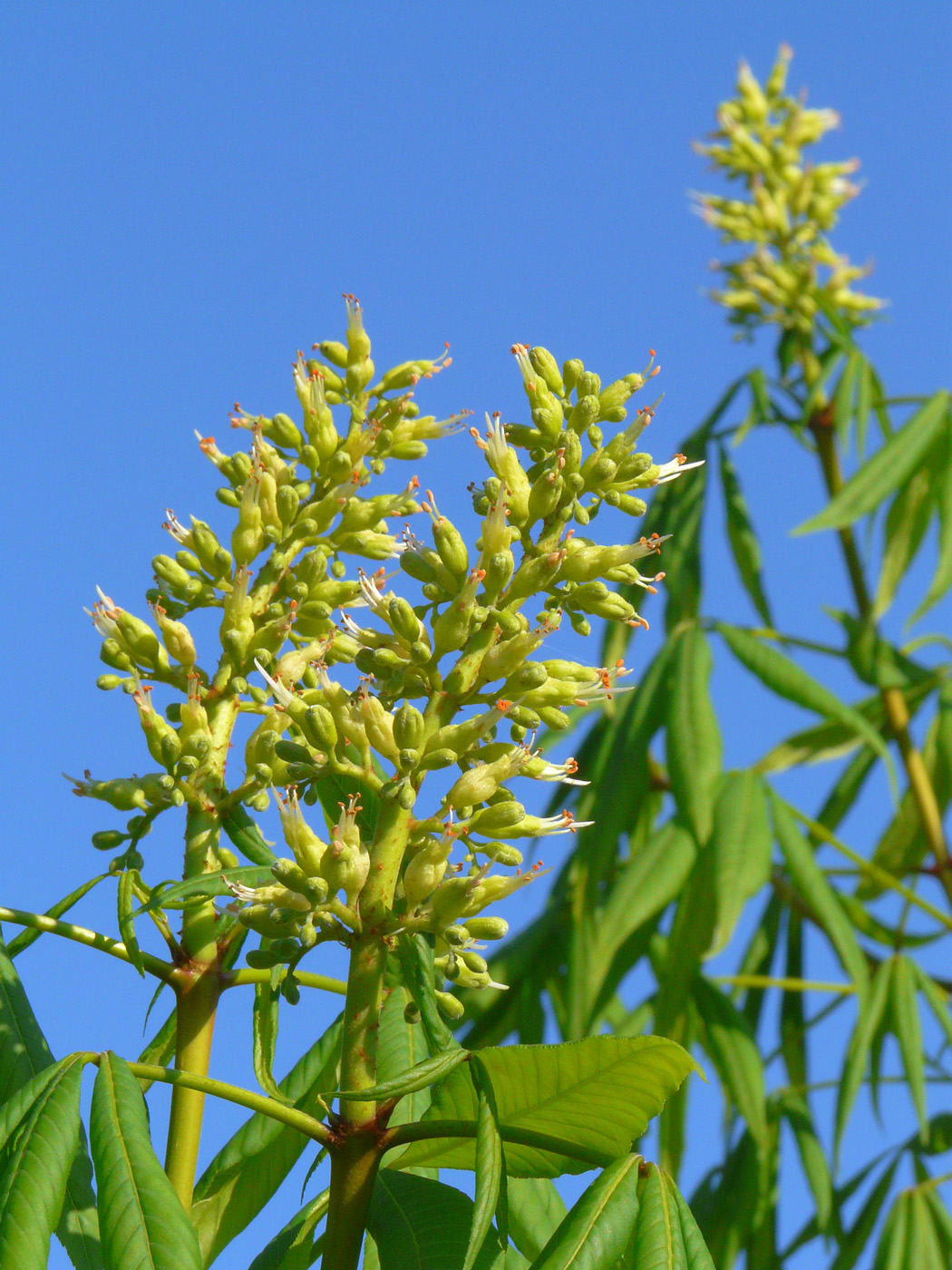 Изображение особи Aesculus glabra.