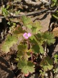 Geranium rotundifolium. Цветущее растение. Казахстан, хр. Шолак, северней вдхр. Капчагай, на каменистом склоне юго-западной экспозиции. 13.04.2016.