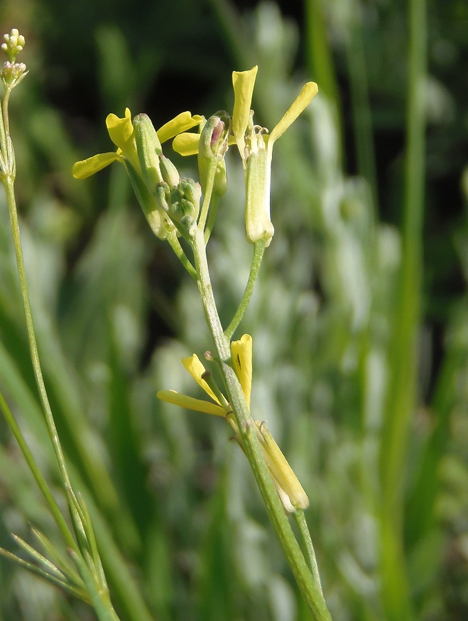 Image of Erysimum canescens specimen.