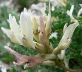 Astragalus demetrii