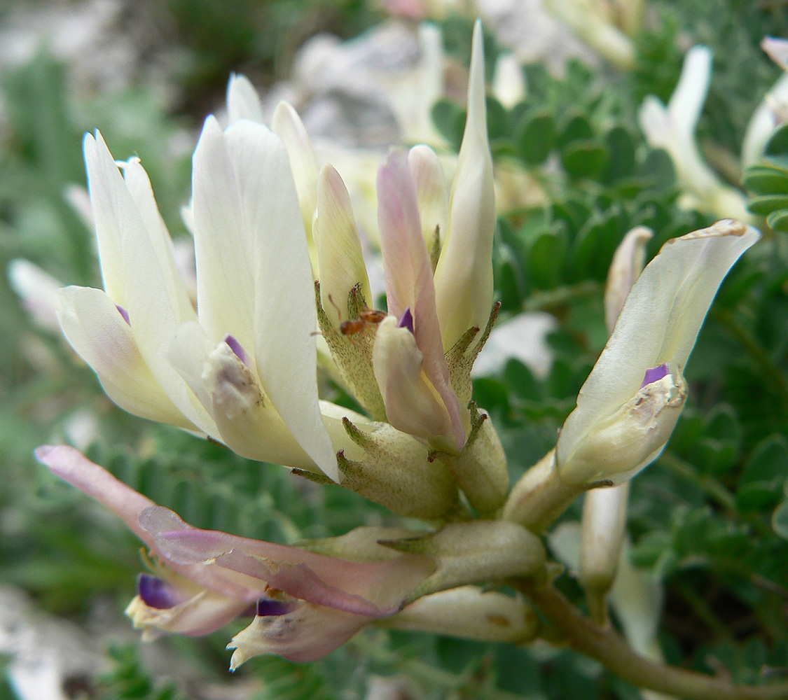 Изображение особи Astragalus demetrii.