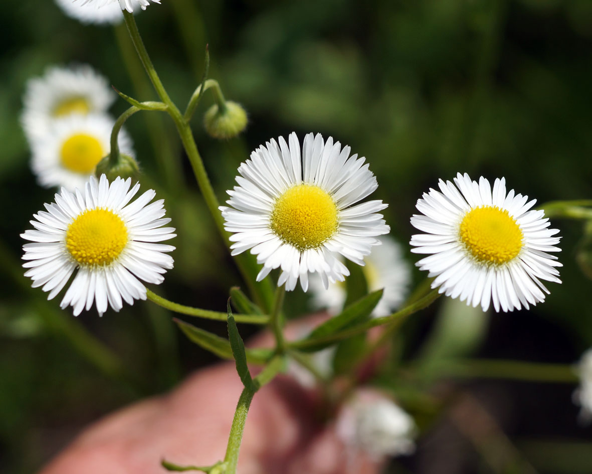 Image of Erigeron annuus specimen.