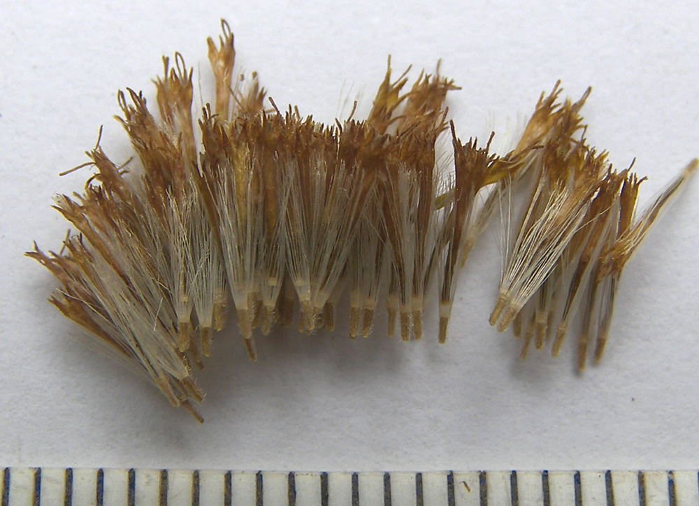 Image of Inula caspica specimen.