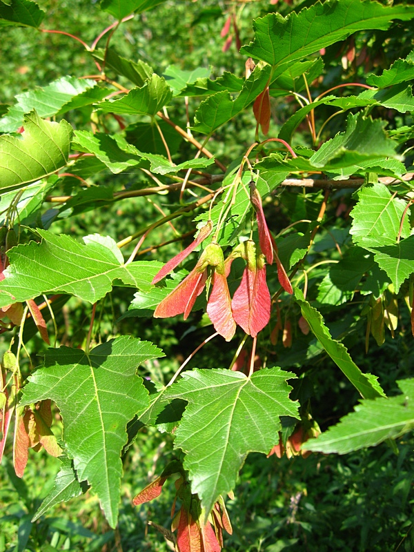 Image of Acer tataricum specimen.