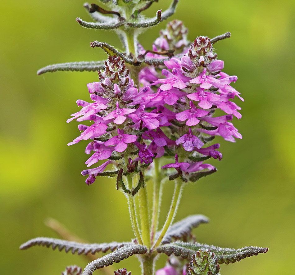 Image of Pedicularis spicata specimen.