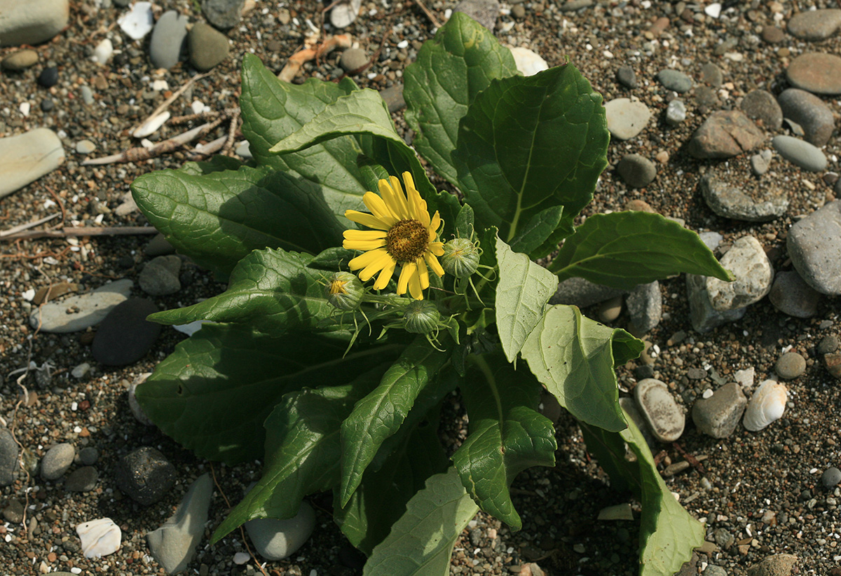 Image of Senecio pseudoarnica specimen.