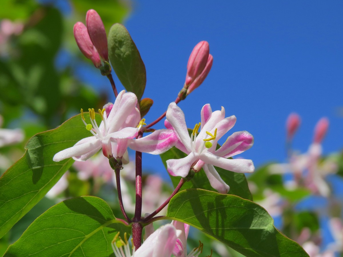 Image of Lonicera tatarica specimen.